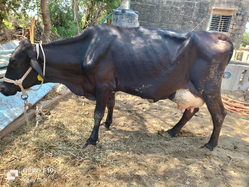 ગીર ક્રોસ