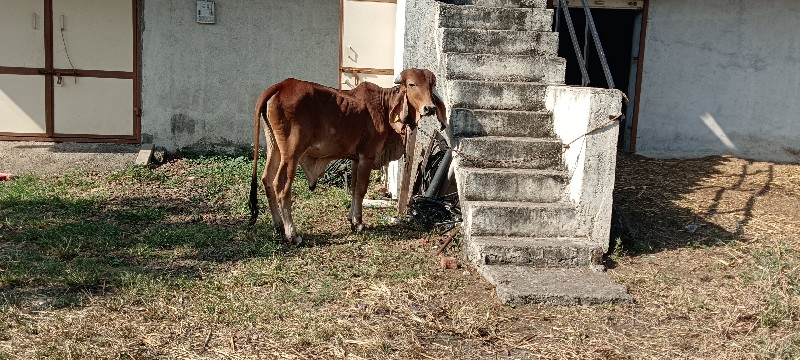 ગીર ખુટ વેચવાનો...