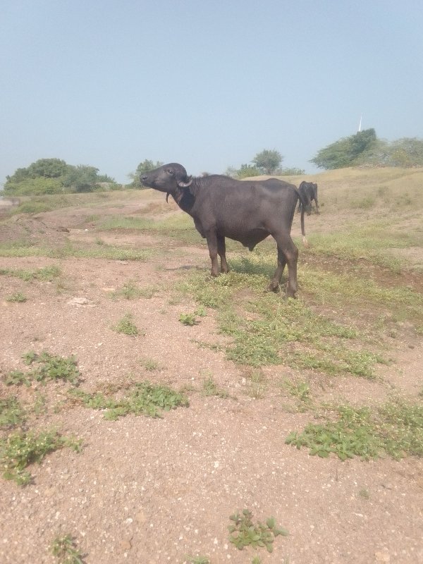 જેમલસીભાઇ૯૦૨૩૭૪...