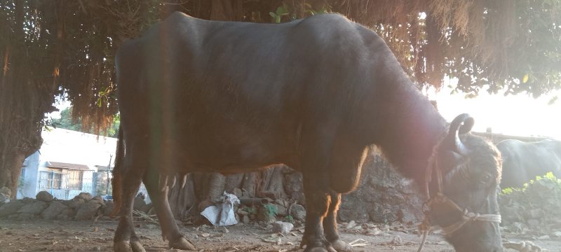 ભેંસ વેચવા નીછે