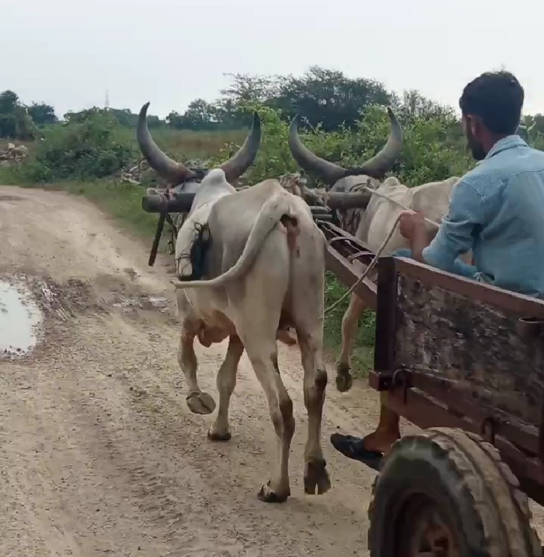 ગોધલા વેસવાના છ...