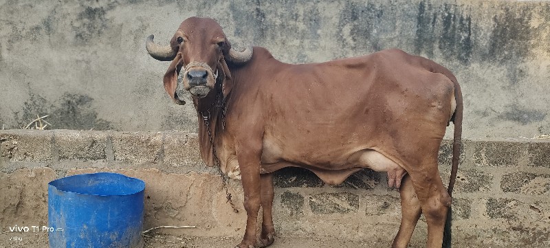 ગીર ગાય વેચવાની...