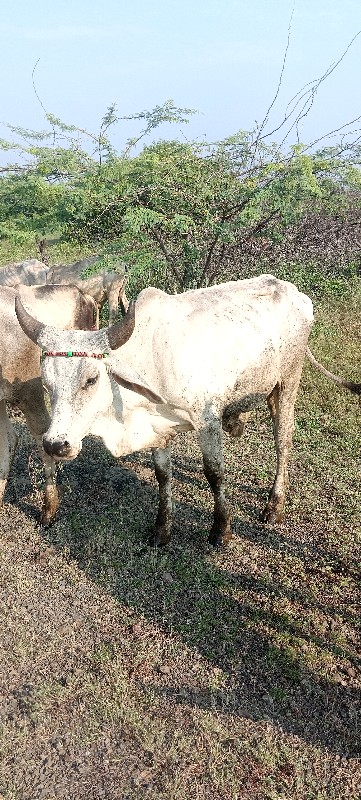 વાછડા વેચવા ના...