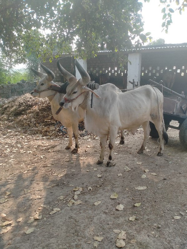 વાગડ વઢીયારા ની...