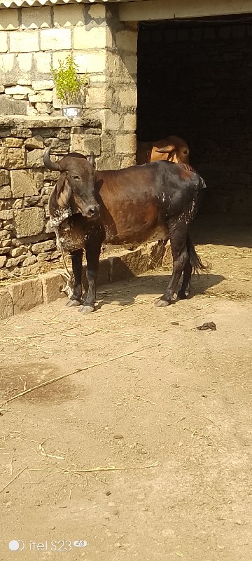 ગાય વેચવાની છે...