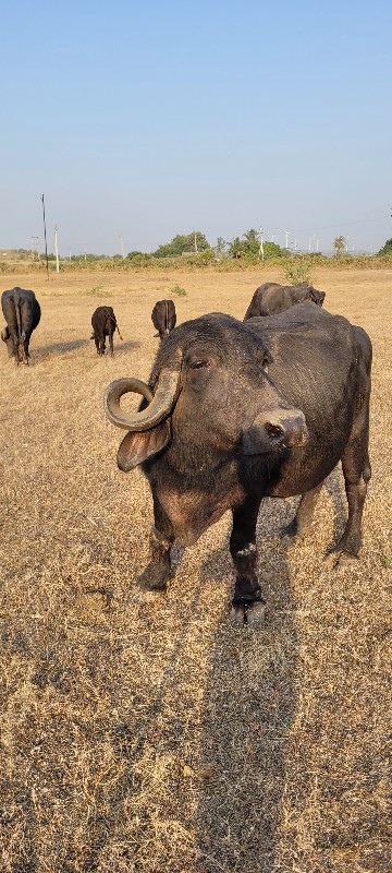 ભેંસ વેચવાની છે