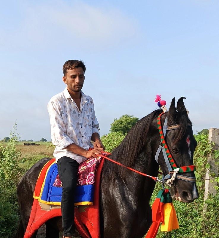 ઘોડી વેચવા ની છ...