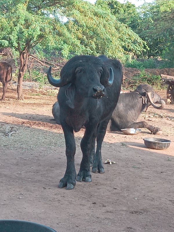 પાડો વેચવાનોછે