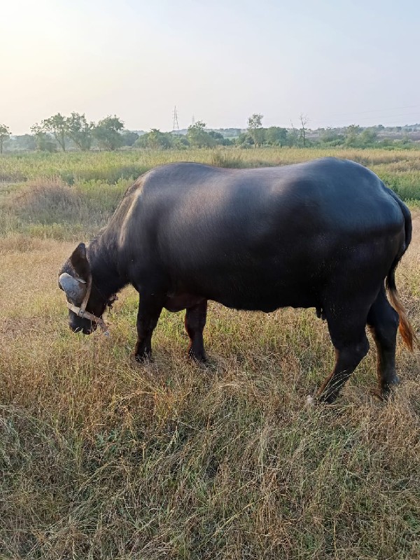 ભેશ વેશવાની છે