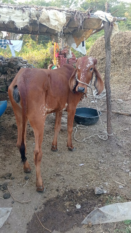 ગીર વાચડીનુ સાટ...