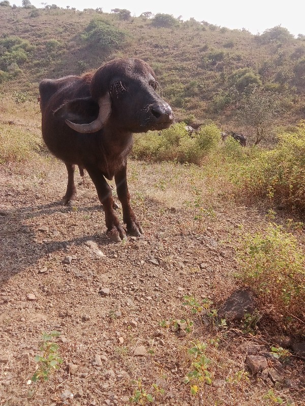 પાડો વેચવાનો છે