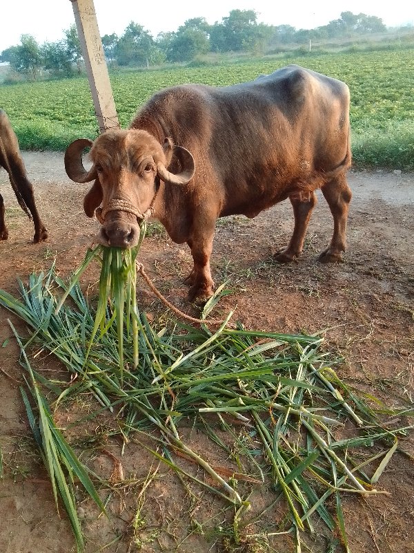 વેચવાની છે