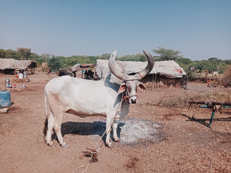 12000 રૂપિયા