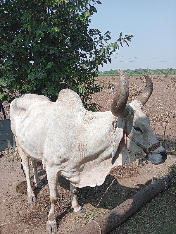 બળદ વેસ્વાના છે