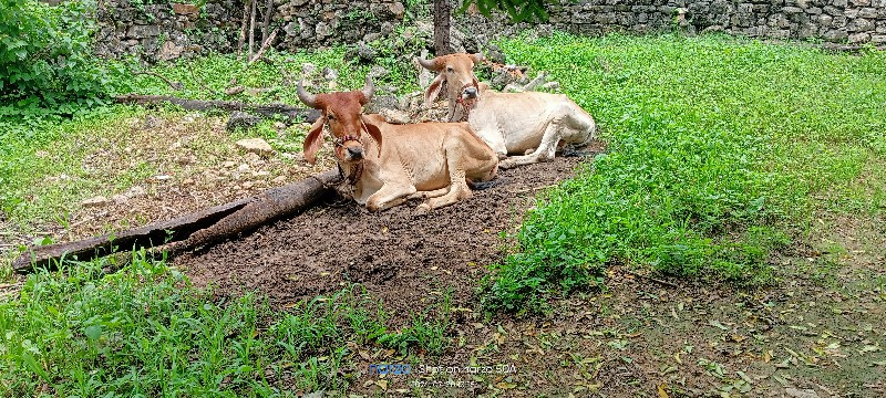 ગાય દેવાની છે