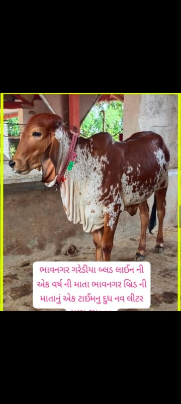 સારી બ્લડ લાઈનન...