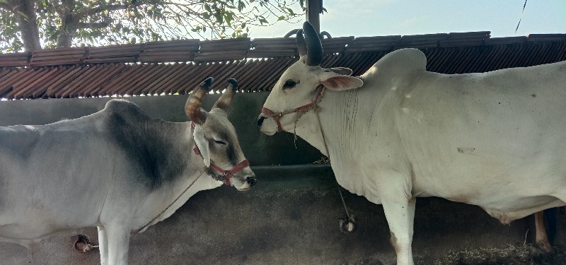 ગોઢલા વેચવાના છ...