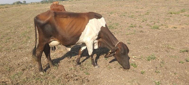 જર્સી ગાય વેચવા...