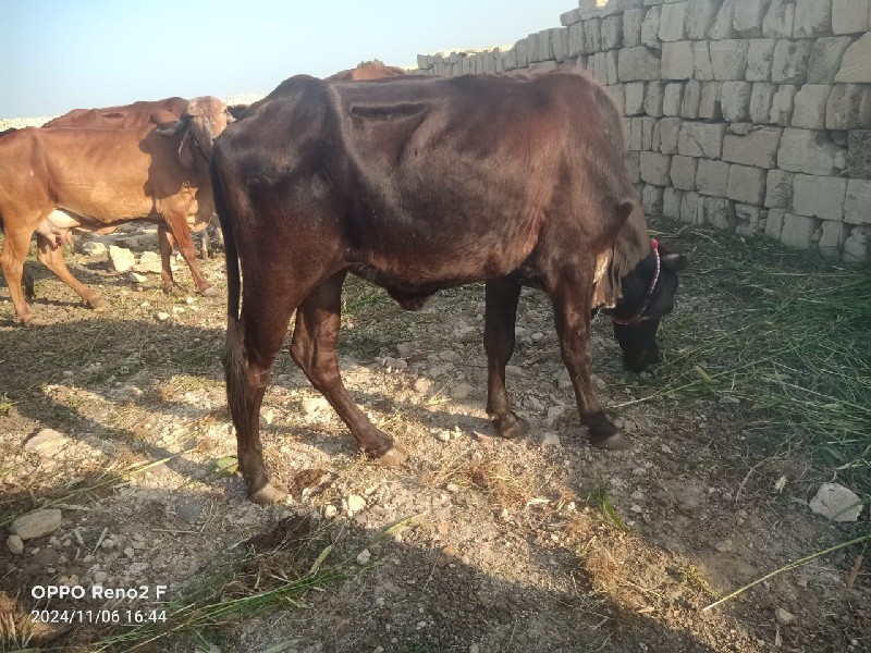 ગીર ક્રોસ બે વા...