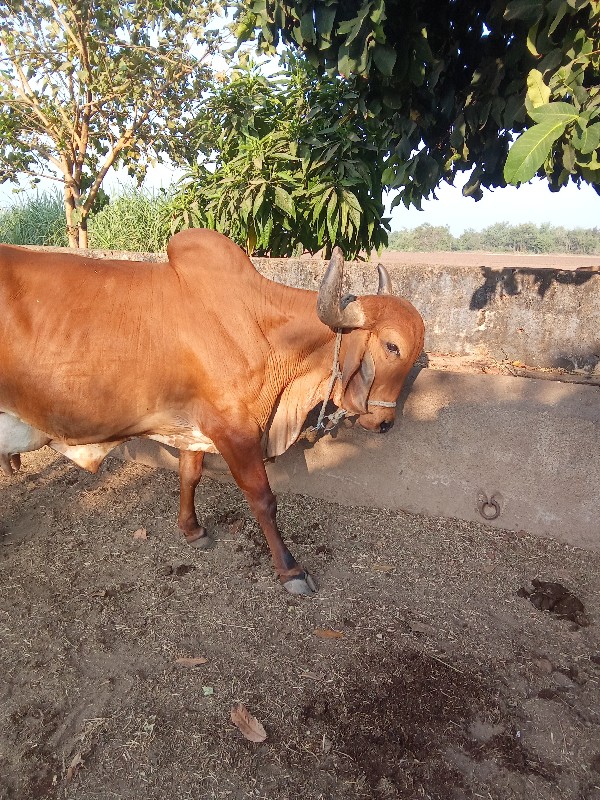 ગીર ગાય વેચવાની...