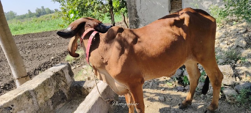 ગીર હોડકી વેચવા...