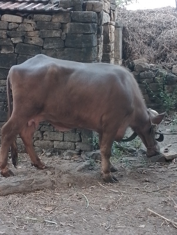 ભુરી ભેંસ વેચવા...