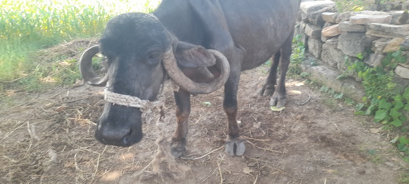 ભેસવેચવાનીછે4થુ...