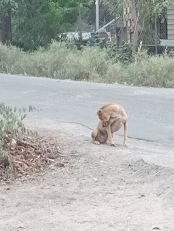 કુતરા નું નામ બ...