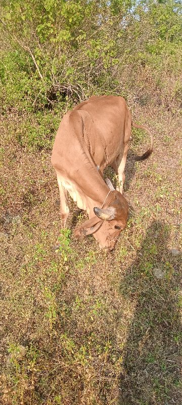 ગિર હોડકી વેસવા...