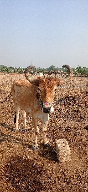 બજાણા