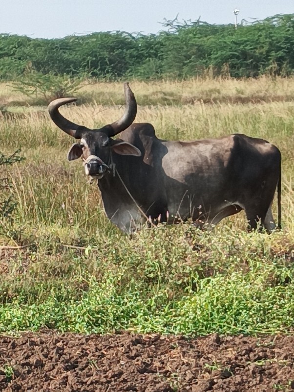 બળધવેચવાનોછે