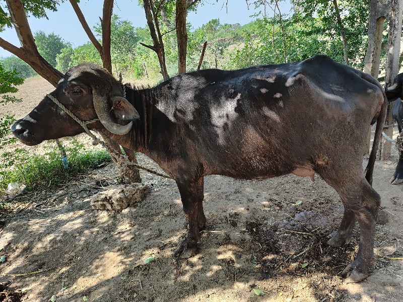 ખડેલુ વેચવાનુ...