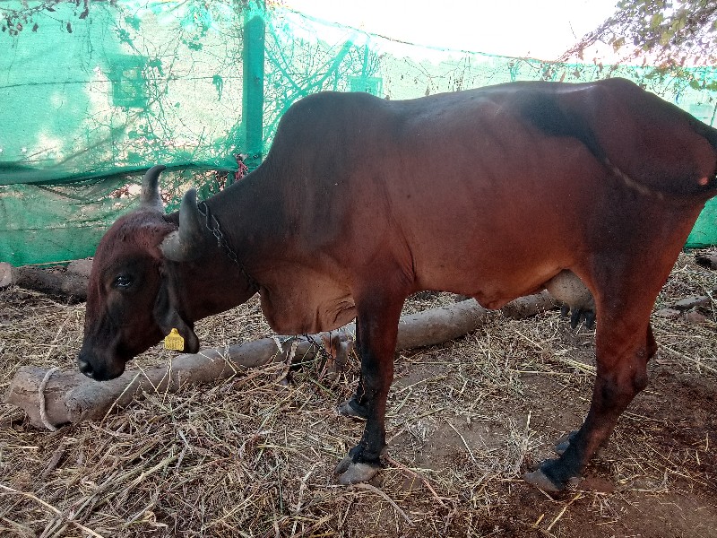 ગાય વેચવાની છે