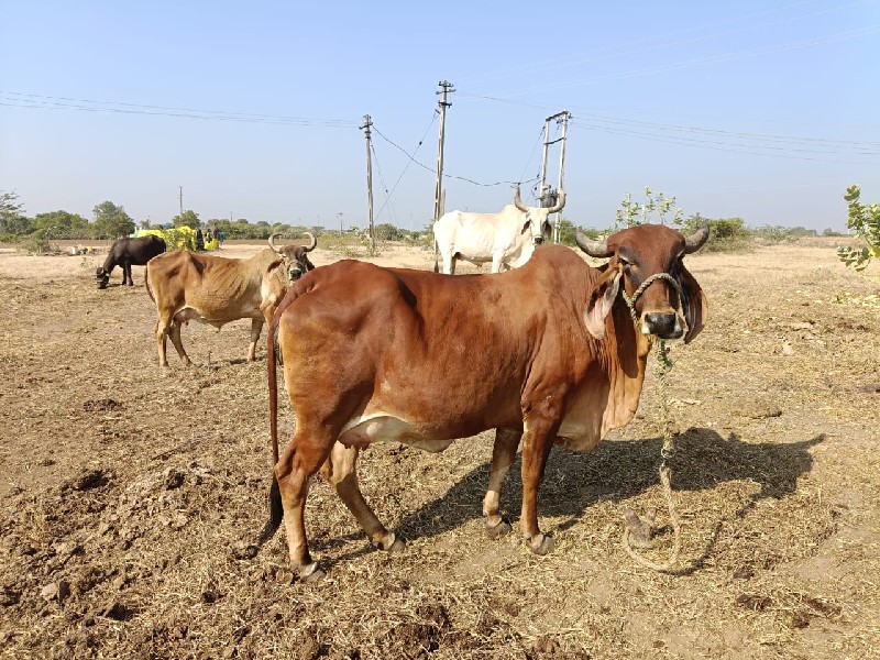 ગાય વેચવાની છે...