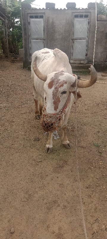 બળદ