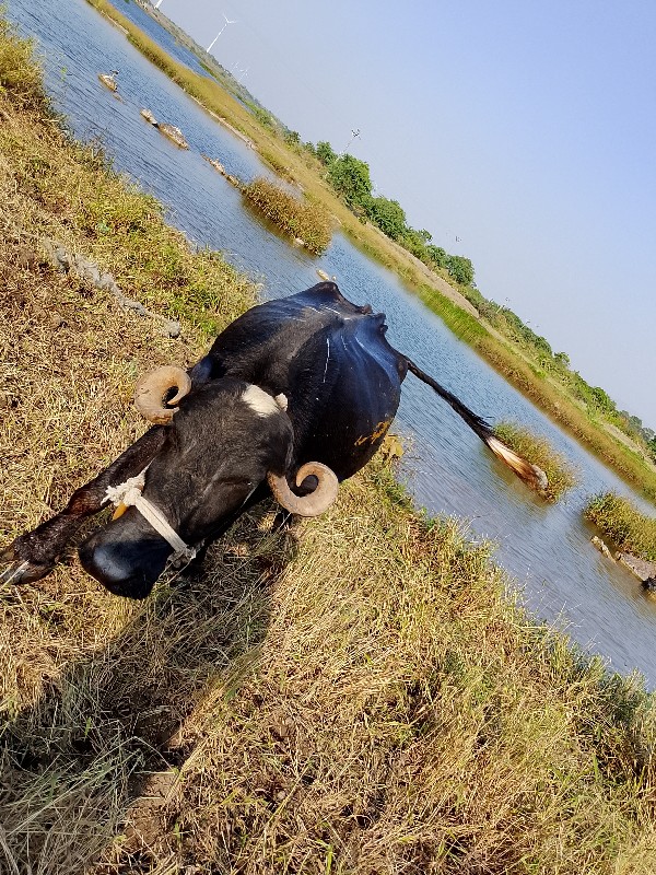 ભેંશ વેચવા ની છ...