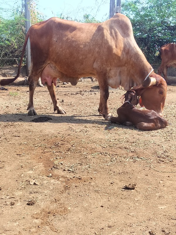 ગાય દેવાનિછે