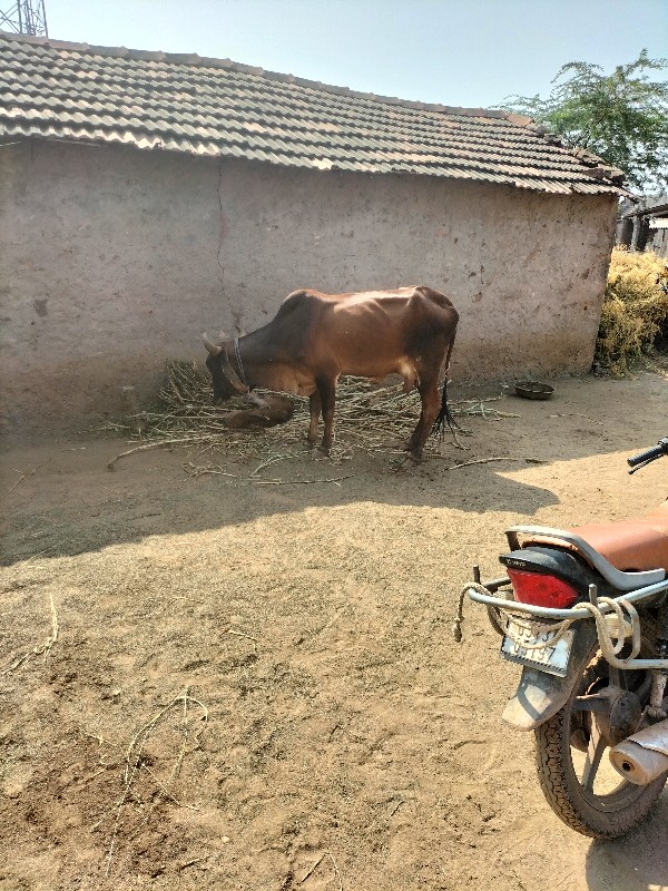 ગાય વેસ્વાની સે...