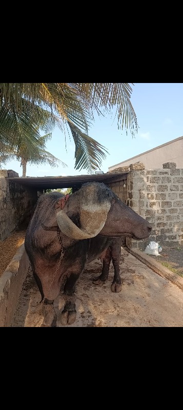 વેશવાનીશે