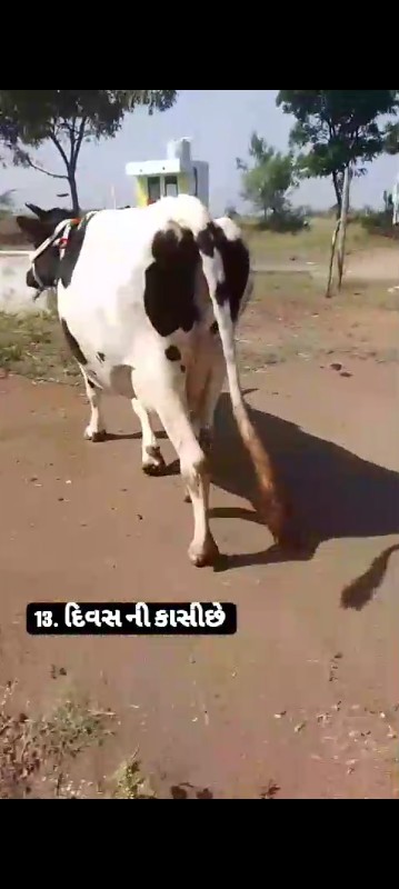 ગાય વેસવાની છે