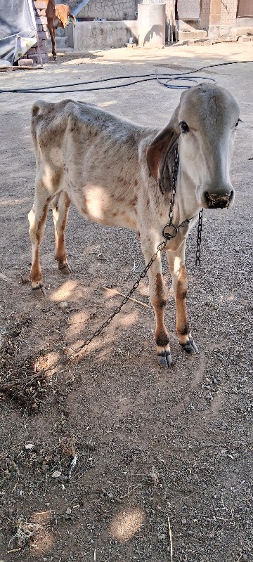 vachadi avlpava...