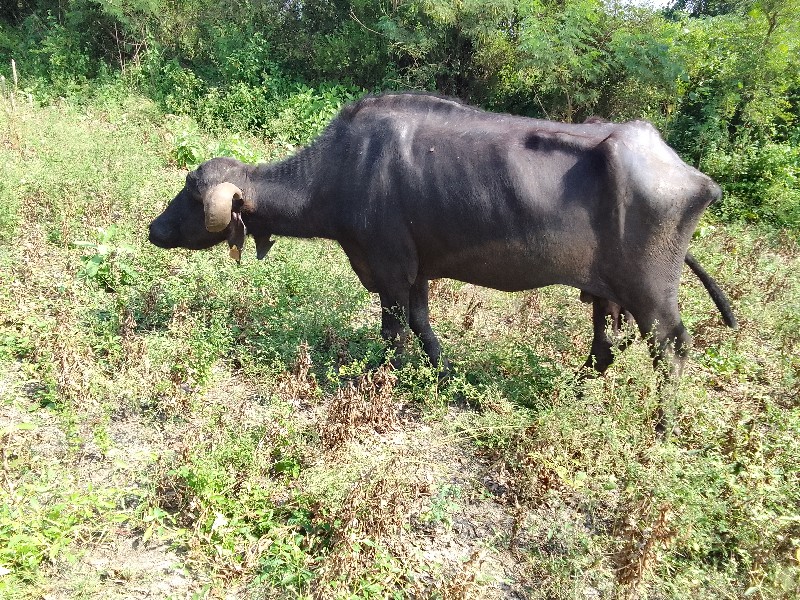 ભેંસ વેચવાની છે