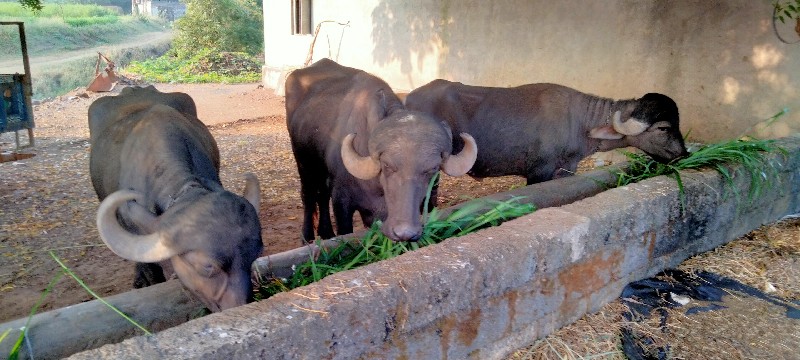 3 ખડાયતા વેચાવ...