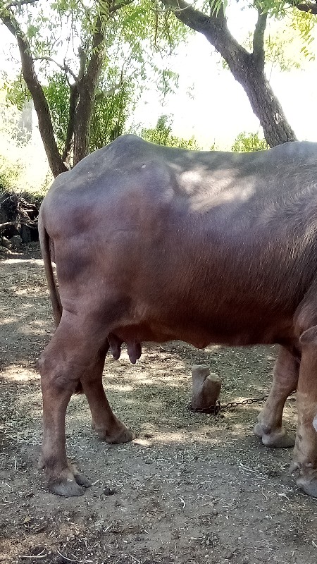 ભેસ વેચવા ની છે