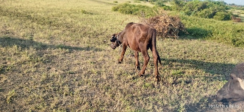 ધાનાભાઈ ગઢવી