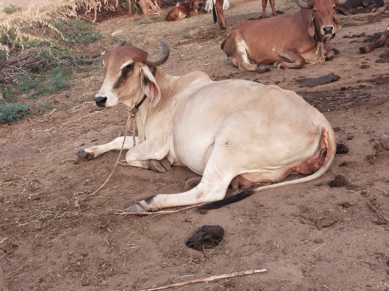 ગાય વેચવાની છે