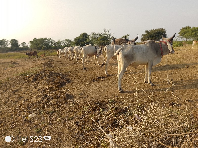 વલભપરમાર કુમાર...