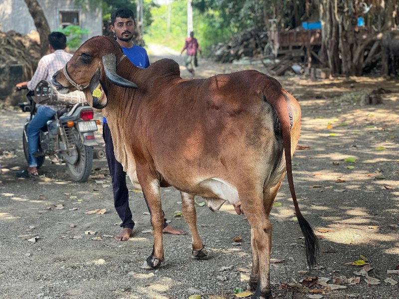 2 વેતર