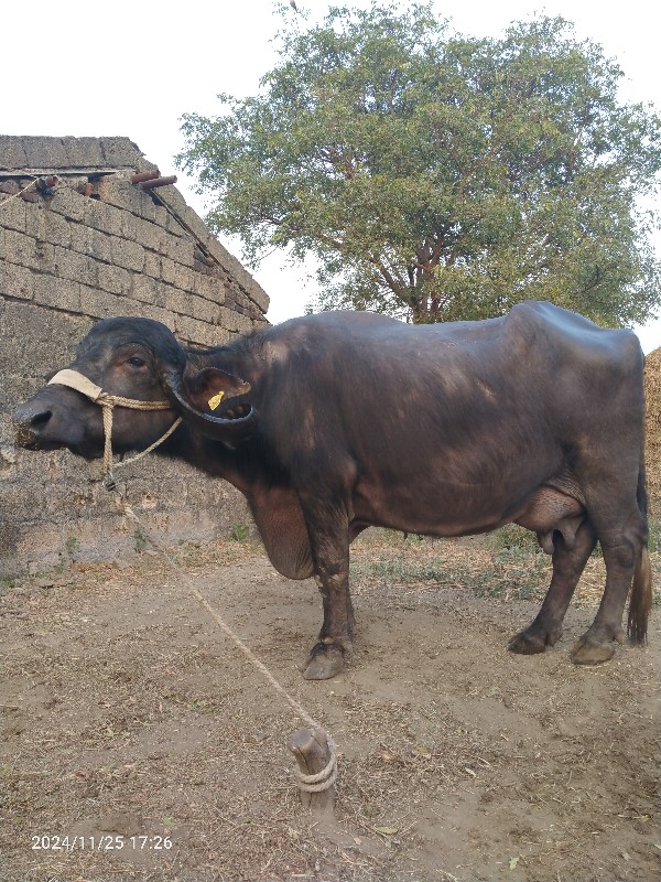 ભેંસ વેચવાની છે