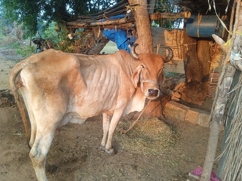 ગાય વેચવાની છે...